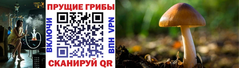 Псилоцибиновые грибы мицелий  гидра ссылки  Ахтубинск 